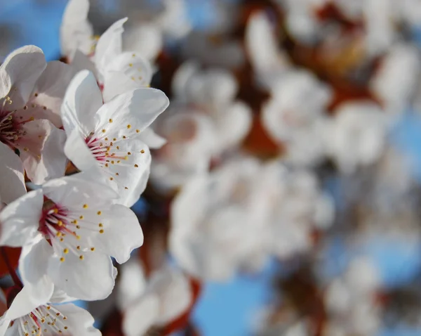 Paradise apple tree in blossom — Stock Photo, Image