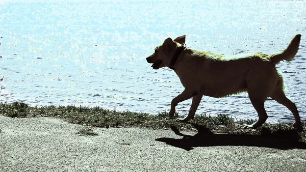 Anjing berlari — Stok Foto