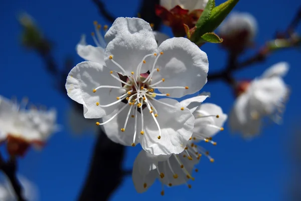 Flor de cereza — Foto de Stock