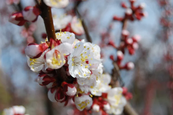 Close-up apricot flowers — Stock Photo, Image