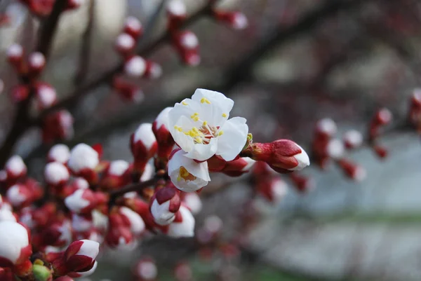 Close-up apricot flowers — Stock Photo, Image