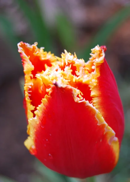 Tulip Aleppo — Stock Photo, Image