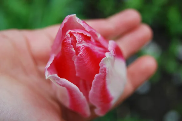 Beautiful tulip in hand — Stock Photo, Image