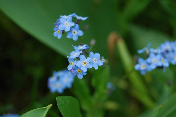 蓝色的花 — 图库照片