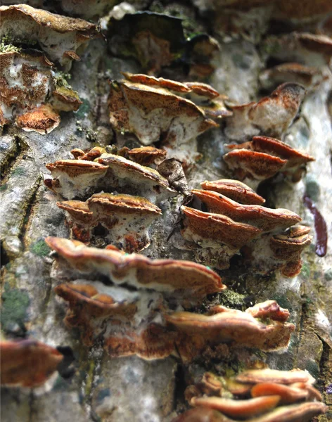 Шельфовые грибы — стоковое фото