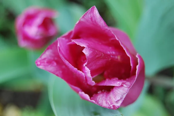 Tulip with rain drops — Stock Photo, Image