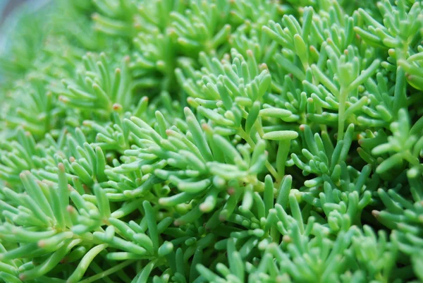 stock image Moss