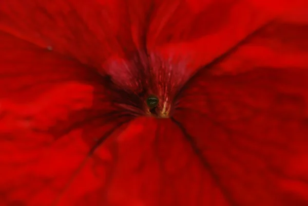 Red petunia — Stock Photo, Image