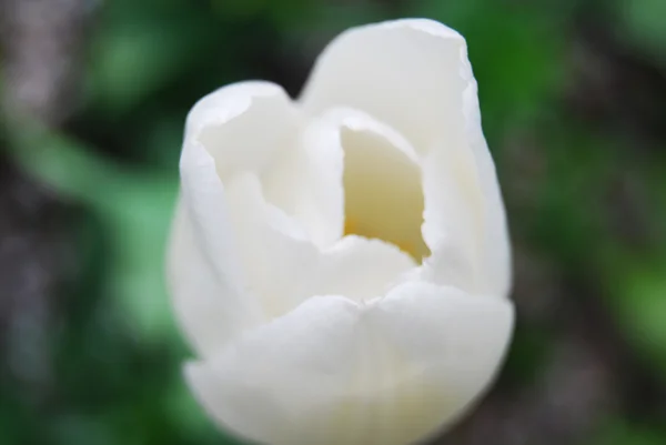 Τουλίπα λευκό — Φωτογραφία Αρχείου