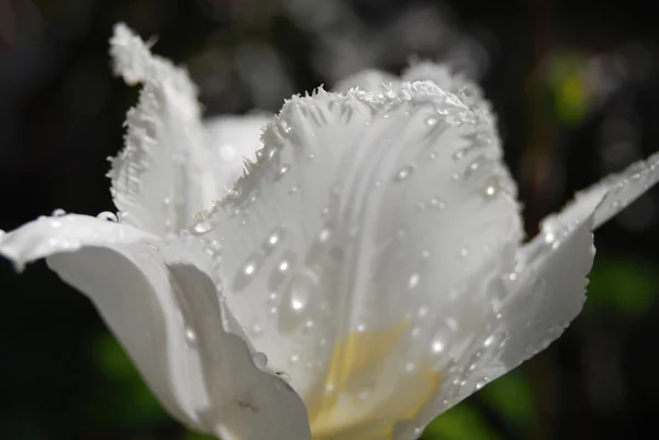 Dew on white tulip — Stock Photo, Image