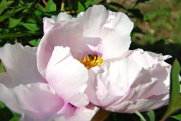 美しい白い花で蜂 — ストック写真