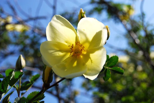 Żółty dzikiej róży w kwiat — Zdjęcie stockowe