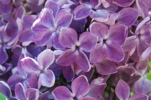 stock image Lilac in blossom