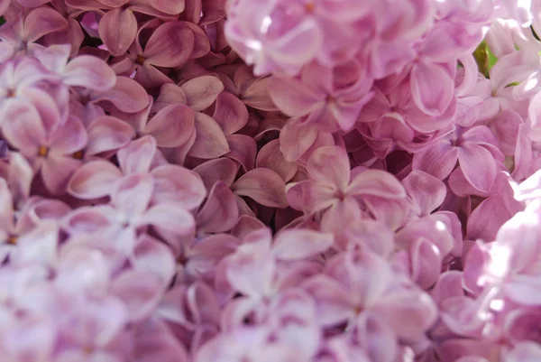 stock image Lilac in blossom