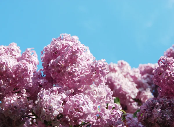 Lilac in blossom — Stock Photo, Image