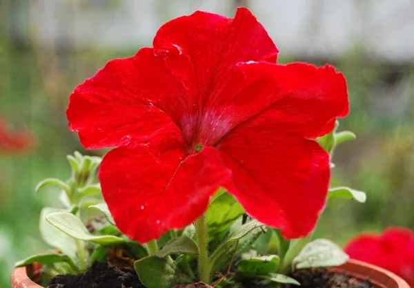 Petunia roja Imagen de stock