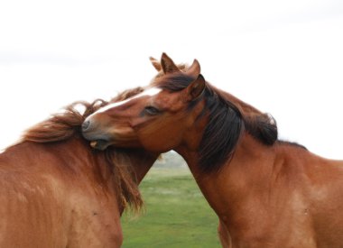 Horse couple clipart