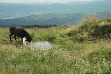 Highlands koyu kahverengi at