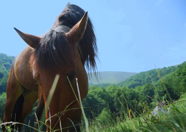 Heste spiser græs - Stock-foto