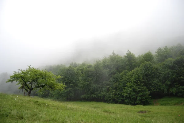 Туманний ранок у горах — стокове фото