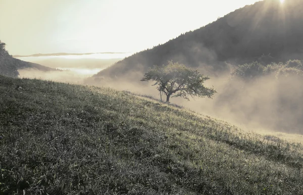 Туманний ранок у горах — стокове фото