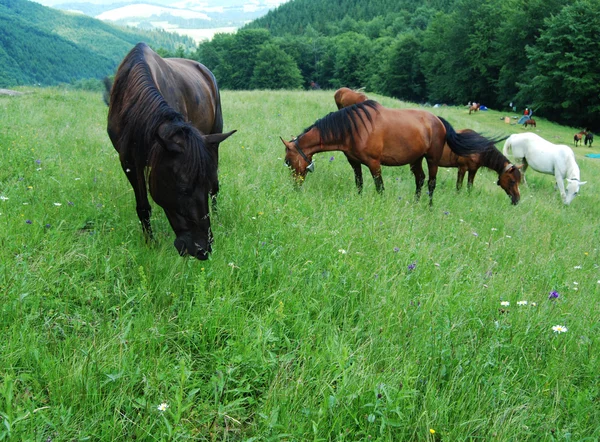Heste - Stock-foto