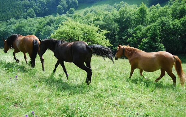 Heste - Stock-foto