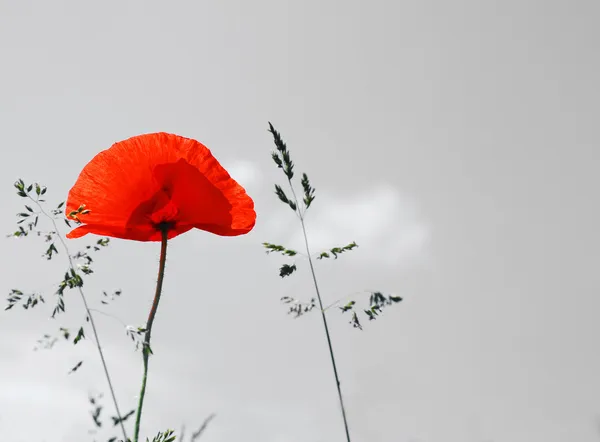 stock image Poppy and blade of grass