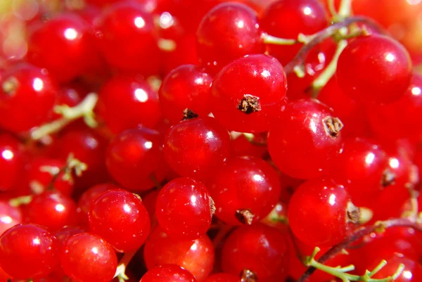 stock image Red currant