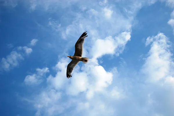 stock image Seagull flying in the sky