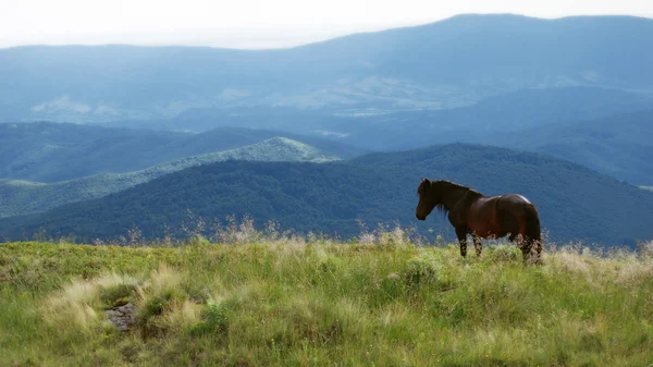 En hest i højlandet - Stock-foto