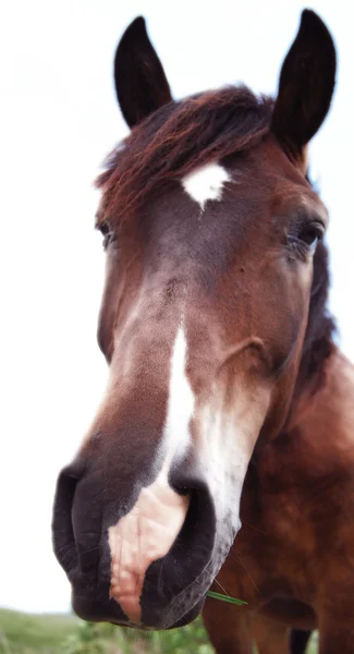 stock image Brown horse isolated on white background