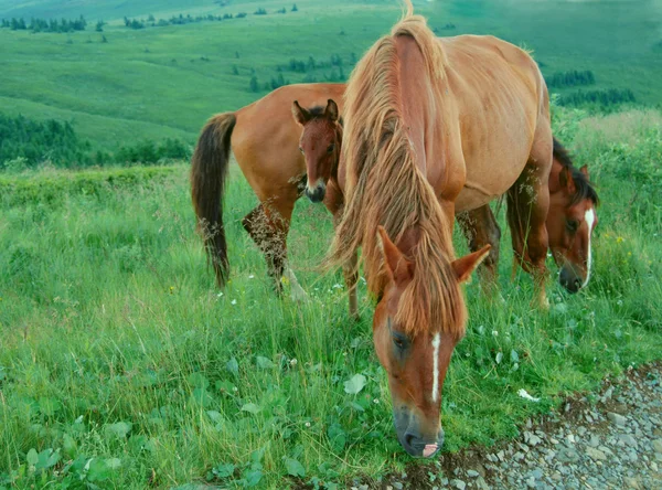Hestefamilie græsgange på en eng - Stock-foto
