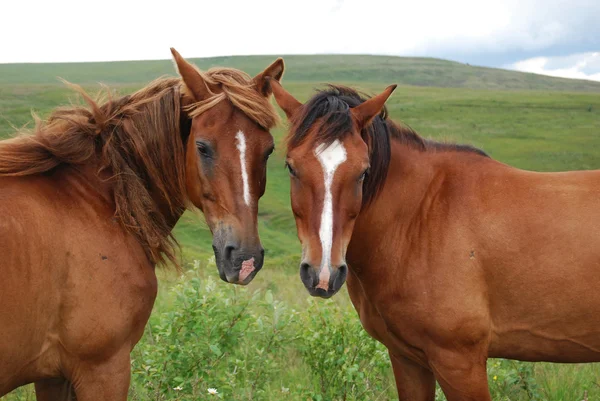 Rodinný portrét koně — Stock fotografie