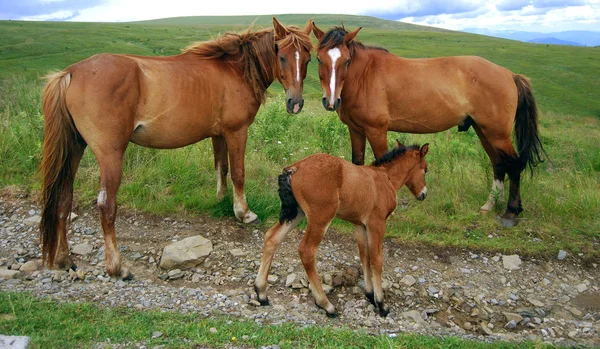 Paard familie — Stockfoto