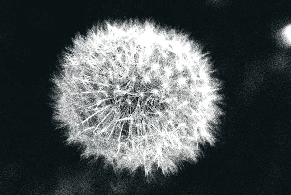 Siyah-beyaz blowball Stok Fotoğraf