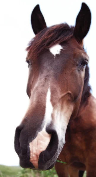 Cavallo marrone isolato su sfondo bianco Foto Stock