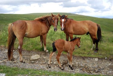 Three horses clipart