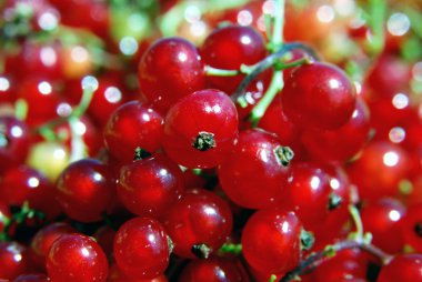 Red currant clipart