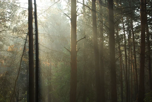 stock image Fog in the forest