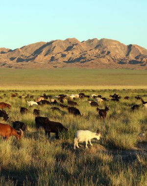 Moğol Prairie keçi sürüsü