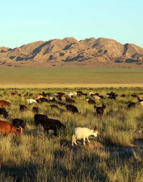 Herd of goats in Mongolian prairie — Stock Photo, Image