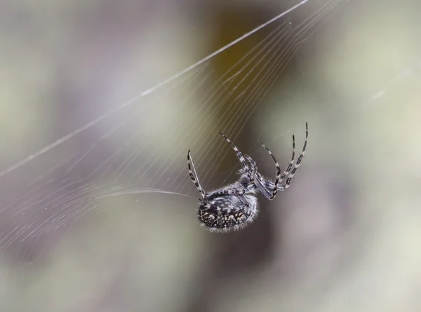 Wirydarz-do góry fotografia polowanie pająk — Zdjęcie stockowe