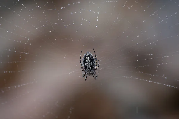 Wirydarz-do góry fotografia pająk w deszczu — Zdjęcie stockowe