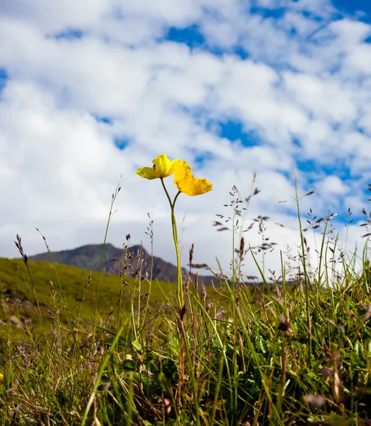 Kwiat żółty, góry — Zdjęcie stockowe
