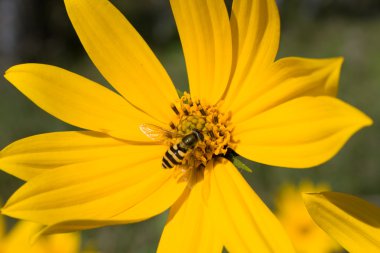 Arı çiçek pollinating sarı