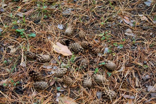 stock image Autumn texture with pine cones