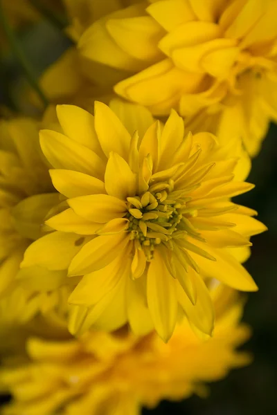 Schöne gelbe Blumen — Stockfoto