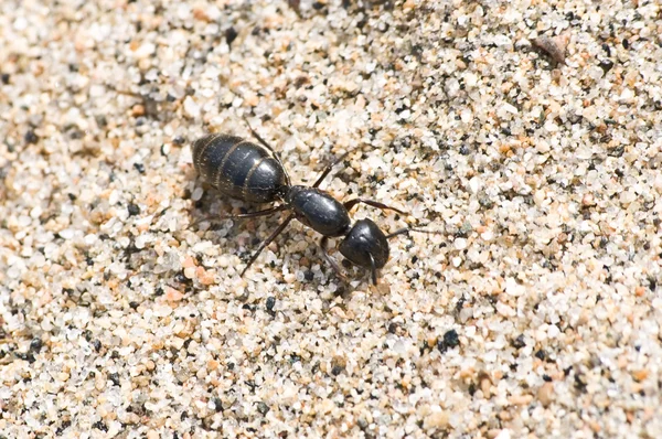 Büyük karınca — Stok fotoğraf