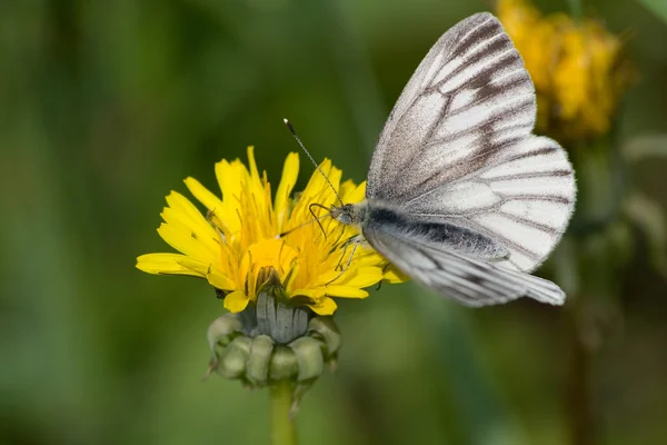Butterfly pollinating dandelion — Stock Photo, Image